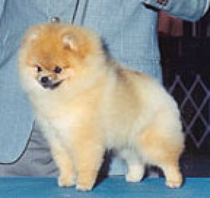 Starfire pomeranians best sale