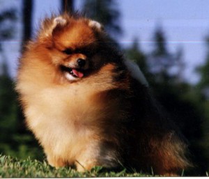 Millamor's Mightee of Emcee