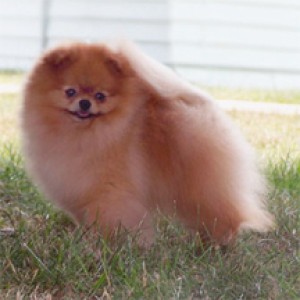 Razzle Dazzle Hat Dance