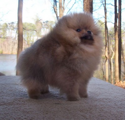 Gibson at 10 weeks old