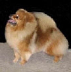 CandleBrite's Christmas Rose