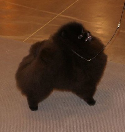 Kosh at 7 mos old