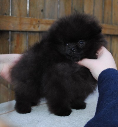 Kosh at 10 wks old