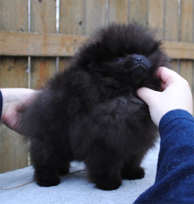 Kosh at 10 wks old
