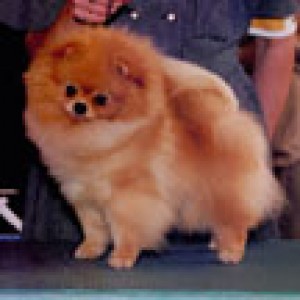 Traditions Legend of Oakridge