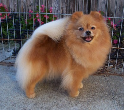 Meadow at 5 years old