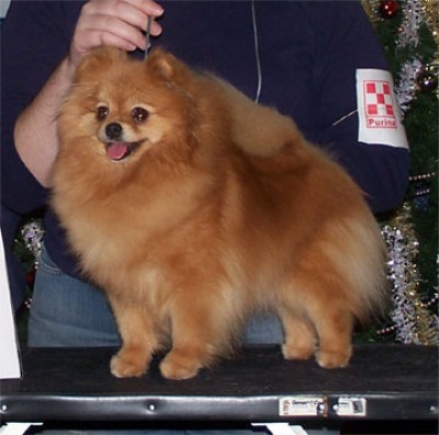 Meadow at 3 1/2 years old