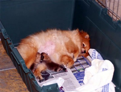 Meadow with her first litter