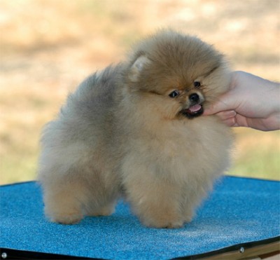 Odette at 11 wks old (photo by Roselie Malone)