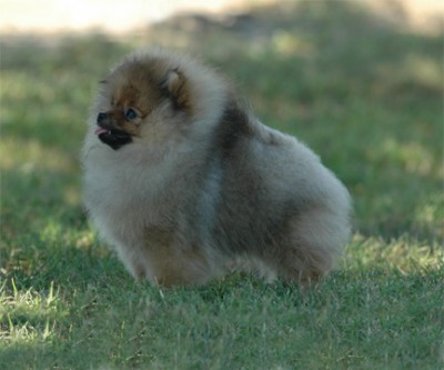 Priya at 4 mos old (photo by Roselie Malone)