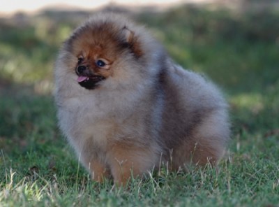 Priya at 4 mos old (photo by Roselie Malone)