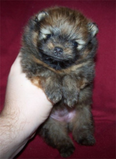 Priya at 4 weeks old