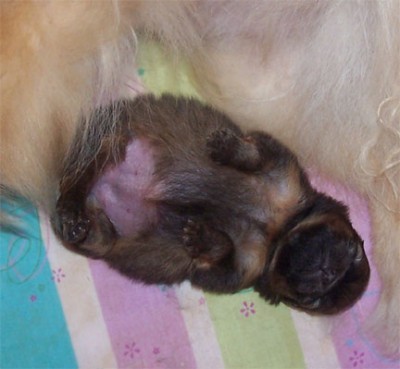 Priya gets all the milk to herself