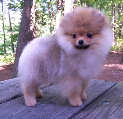 Riggs at 17 weeks old