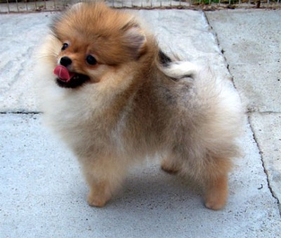 Riggs at 14 weeks old