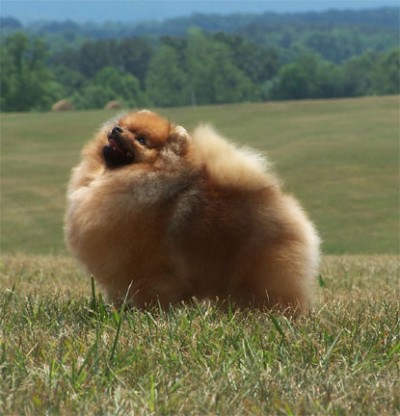 Roxie at 9 months old in Charlottesville