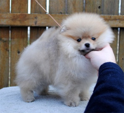 Sherbert at 10 wks old