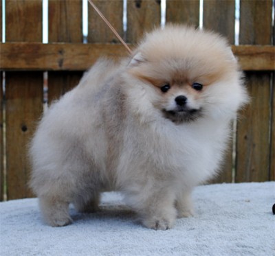 Sherbert at 10 wks old