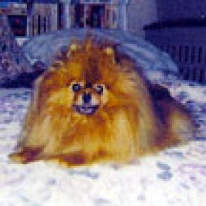 Raintree's Angel Eyes