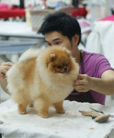 Xander at 10 mos old being groomed by Mo