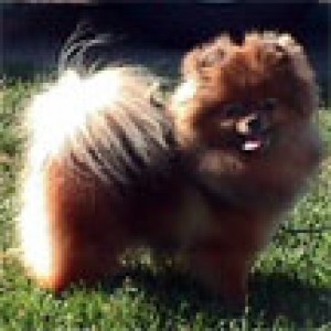 Daystar Sophistication