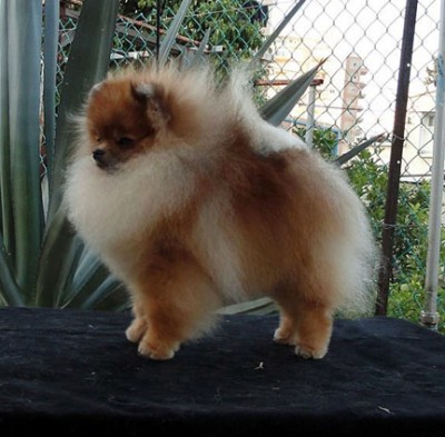 Westley at 16 mos old