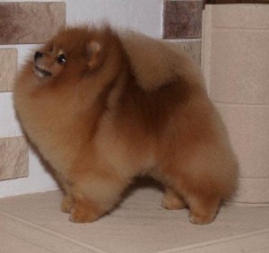 Fon's Happy All Around