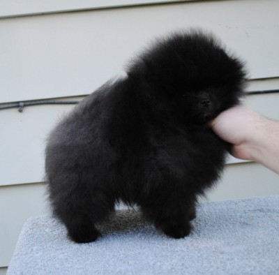 Blackberry at 11 wks old