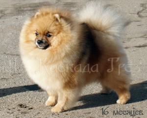 Kleopatra Iz Kaskada Grez