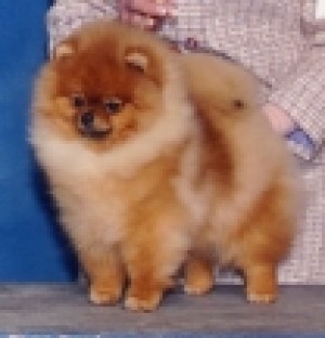 Magic Touch of Lenette