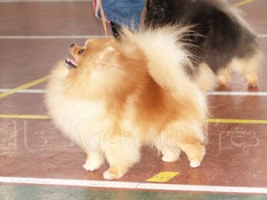 Janesa's Touch Of Elegance