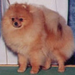 Janesa's Hurrah for Sundown