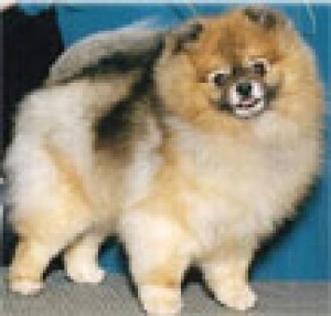 Chrisden's Lil Maximus