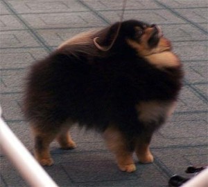 Finch's Max-A-Million II