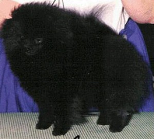 Finch's Walkin' In Fashion