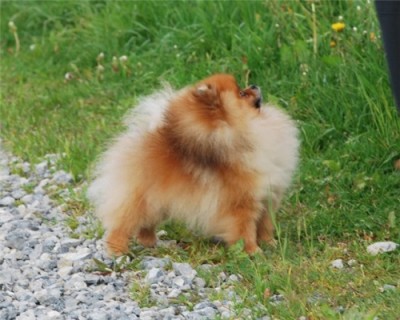 Westley 2yrs 4mos old