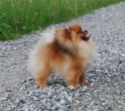 Westley 2yrs 4mos old