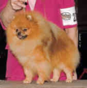 Mountain Crest Hard Rock