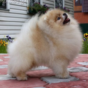 Sunterra Sweet Dream