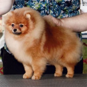 Pomstyle Sweet Dream