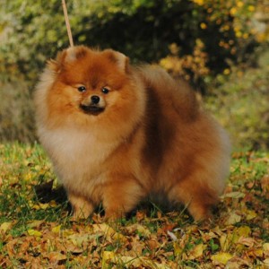 Silhouette's Sleepin With The Boss