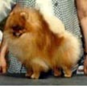 Cedarwood's Image of Diamond