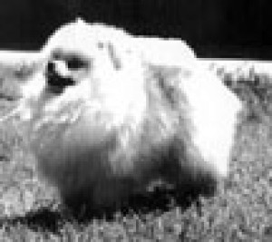 DeArta Tuf Cricket of Santer