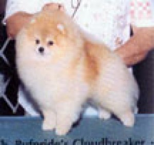 Pufpride Cloudbreaker