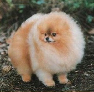 Chriscendo Cloudbuster