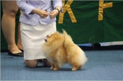 Desmond in the ring at 2 yrs old