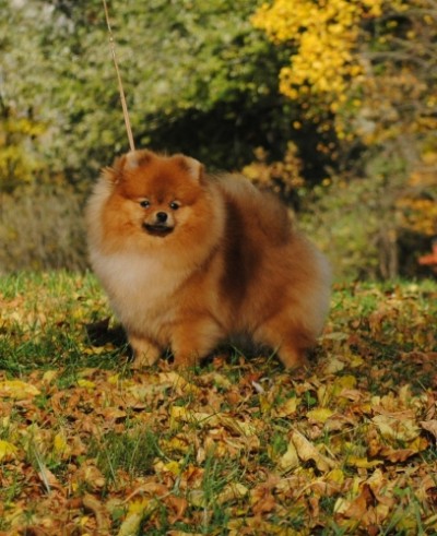 Mary at 8mos the weekend she finished her championship!