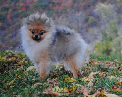Echo at 6mos 1 week old when she won a 3 pt major!