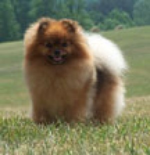 DHCrew Luminesque Novel Meg