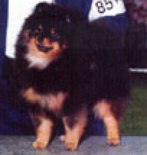 Tresstique-N-GG's Showdown